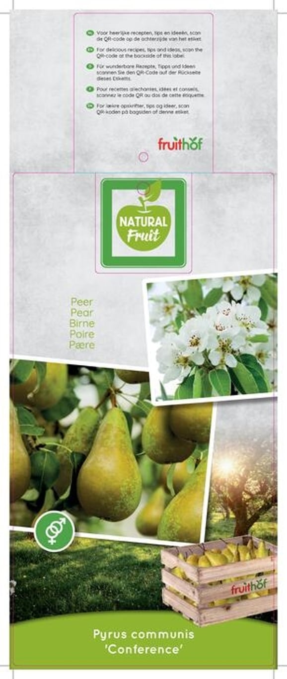 Pyrus c. 'Conference' - C12 250-275 CM Hoogstam